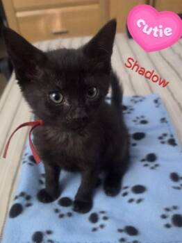 SHADOW -  Domestic Medium Hair Cat for Adoption in Doral, Florida - SHADOW | PetCurious
