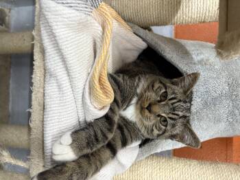 Rescue Domestic Short Hair Cats for Adoption in Wilder, Kentucky - Cobbler | PetCurious