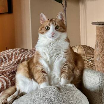 Zucca -  Domestic Medium Hair and American Shorthair Cat for Adoption in Lynchburg, Virginia - Zucca | PetCurious