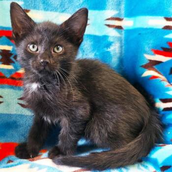 Apache -  Domestic Short Hair Cat for Adoption in Mt. Juliet, Tennessee - Apache | PetCurious