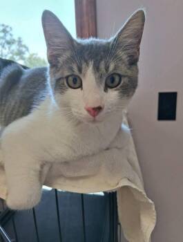 Rescue Domestic Short Hair Cats for Adoption in Fort Wayne, Indiana - Adam | PetCurious