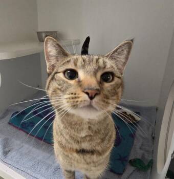 TABBY -  Domestic Medium Hair Cat for Adoption in Kent, Washington - TABBY | PetCurious