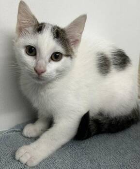 Dolly 3 months -  Domestic Short Hair Cat for Adoption in Sterling, Massachusetts - Dolly 3 Months | PetCurious