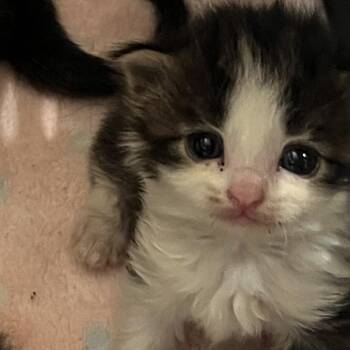 Hewy -  Domestic Short Hair Cat Available for Adoption in Cumming, Georgia - Hewy | PetCurious