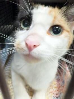 Domestic Short Hair Cats Available for Adoption in Des Moines, Iowa - Roxie | PetCurious