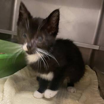 Peep -  Domestic Short Hair Cat for Adoption in Bristol, Indiana - Peep | PetCurious