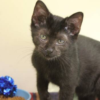 Domestic Short Hair Cats Available for Adoption - Felix | PetCurious