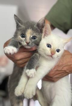 Gracie (UCD) -  Domestic Short Hair Cat for Adoption in Lincoln, California - Gracie (UCD) | PetCurious