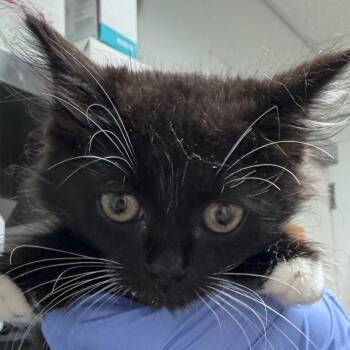 Cormorant -  Domestic Medium Hair Cat for Adoption in Salt Lake City, Utah - Cormorant | PetCurious