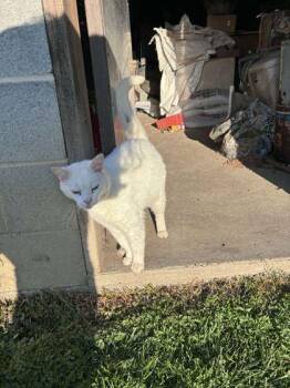 Domestic Short Hair Cats Available for Adoption in Fairfax, Virginia - Ivory | PetCurious