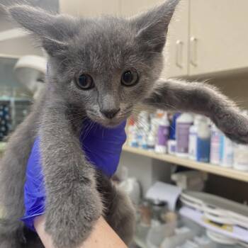 Allergy Pills_2_3 -  Domestic Short Hair Cat for Adoption in Westminster, California - Allergy Pills_2_3 | PetCurious