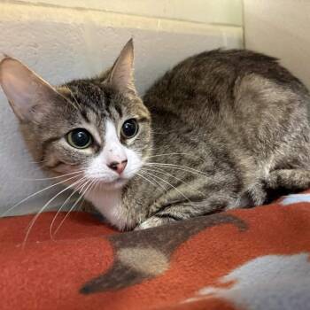 Domestic Short Hair Cats Available for Adoption in Gloucester, Virginia - Cashmere | PetCurious