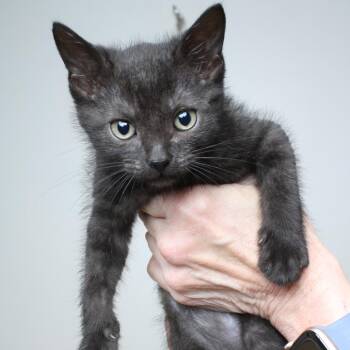 Domestic Short Hair Cats Available for Adoption in Minnetonka, Minnesota - Angel Soft C69019 | PetCurious