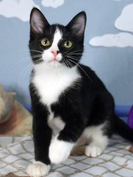 Rescue Domestic Medium Hair Cats for Adoption in Mustang, Oklahoma - Ham | PetCurious