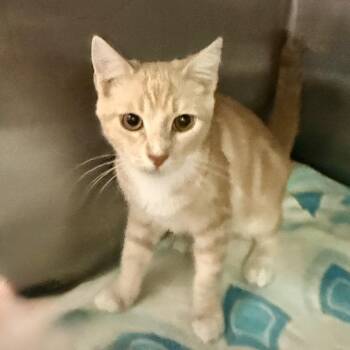 Orville -  Domestic Short Hair Cat for Adoption in Palm Springs, California - Orville | PetCurious