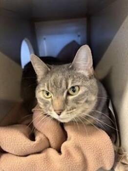 Princess -  Domestic Short Hair Cat for Adoption in Mason City, Iowa - Princess | PetCurious
