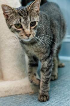 Ducky -  Domestic Short Hair Cat for Adoption in Chester Springs, Pennsylvania - Ducky | PetCurious