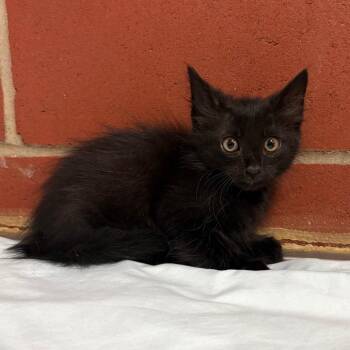 Whiskers -  Domestic Short Hair Cat for Adoption in Cabot, Arkansas - Whiskers | PetCurious