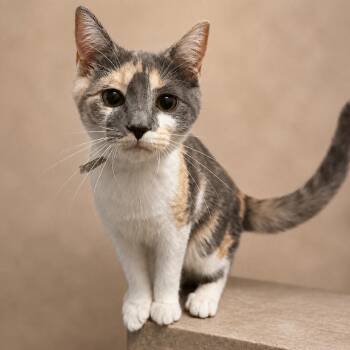 Mazel -  Domestic Short Hair Cat for Adoption in Hopewell, Virginia - Mazel | PetCurious
