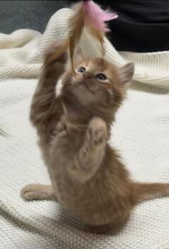 Tabby and Domestic Medium Hair Cats Available for Adoption in Dallas, Texas - Chaplin | PetCurious