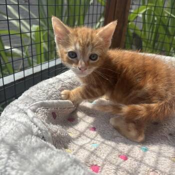 Flex -  Domestic Short Hair Cat for Adoption in Costa Mesa, California - Flex | PetCurious