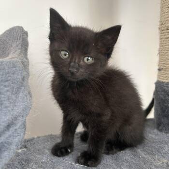 Kat -  Domestic Short Hair Cat for Adoption in Ardsley, New York - Kat | PetCurious