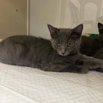 Violet -  Domestic Short Hair and Russian Blue Cat for Adoption in Sunnyvale, California - Violet | PetCurious