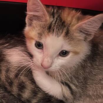 Rescue Domestic Short Hair Cats for Adoption in Lake Geneva, Wisconsin - Frappe | PetCurious