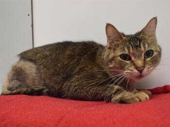 URSULA -  Domestic Short Hair Cat Available for Adoption in Sacramento, California - URSULA | PetCurious