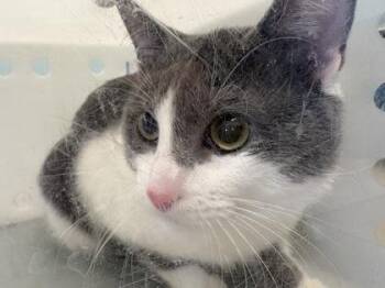 Bacon Grease -  Domestic Short Hair Cat Available for Adoption in Daytona Beach, Florida - Bacon Grease | PetCurious