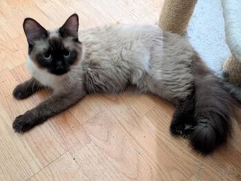 Saku (bonded with Mark) -  Siamese Cat for Adoption in Port Barrington, Illinois - Saku (bonded With Mark) | PetCurious