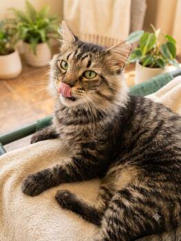 Atlanta -  Maine Coon and Domestic Long Hair Cat for Adoption in Fort Myers, Florida - Atlanta | PetCurious
