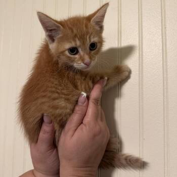 Kicker -  Domestic Short Hair Cat for Adoption in Sequatchie, Tennessee - Kicker | PetCurious