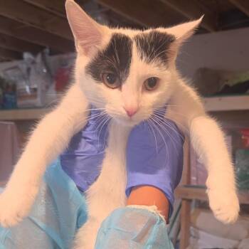 Daphne -  Domestic Short Hair Cat for Adoption in Midland, Texas - Daphne | PetCurious