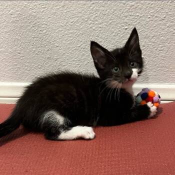 Rescue Domestic Short Hair Cats for Adoption in Los Angeles, California - Ultimate Tennis | PetCurious