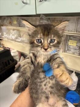 *LOIS -  Domestic Short Hair Cat for Adoption in Woodland, California - *LOIS | PetCurious
