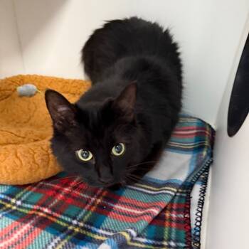 Rescue Domestic Medium Hair Cats for Adoption in Port Richey, Florida - Mocha | PetCurious