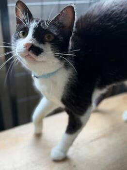 Kate -  Domestic Short Hair Cat for Adoption in Bryan, Ohio - Kate | PetCurious