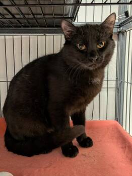 Domestic Short Hair Cats Available for Adoption - Hark | PetCurious