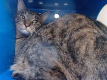 Domestic Short Hair Cats Available for Adoption - KYO | PetCurious