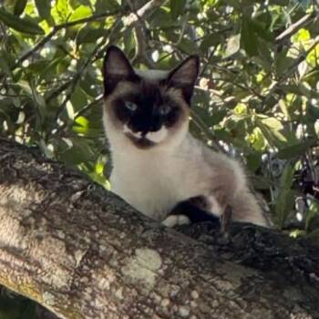 Oakley -  Siamese and Domestic Short Hair Cat for Adoption in Tampa, Florida - Oakley | PetCurious
