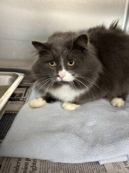 Rescue Domestic Long Hair Cats for Adoption in Dekalb, Illinois - DC | PetCurious