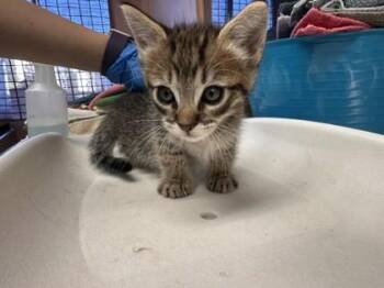 State Side -  Domestic Short Hair Cat for Adoption in Roseville, California - State Side | PetCurious