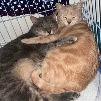 Domestic Short Hair Cats Available for Adoption - Mrs Orange | PetCurious