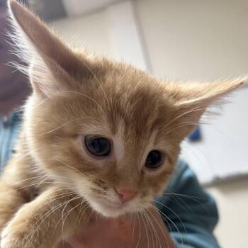 Rescue Domestic Short Hair Cats for Adoption in Pekin, Illinois - Aladdin | PetCurious