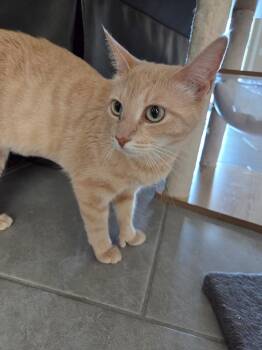 Amira -  Domestic Short Hair Cat for Adoption in Youngtown, Arizona - Amira | PetCurious