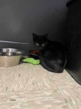 Domestic Medium Hair Cats Available for Adoption - Melvin | PetCurious