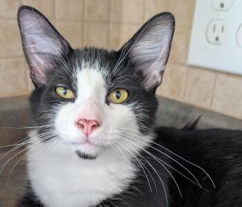 Lawrence -  Domestic Short Hair Cat for Adoption in Euclid, Ohio - Lawrence | PetCurious