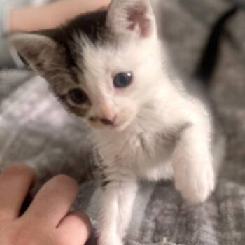 Rescue Domestic Short Hair Cats for Adoption in Blackfoot, Idaho - Pepper | PetCurious