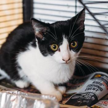 Miss Jackson -  Domestic Short Hair Cat for Adoption in Parrish, Alabama - Miss Jackson | PetCurious